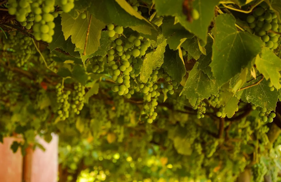 Agriturismo Picchio Rosso-1
